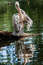 《瘟疫3》PC版将于2026年1月9日发售 主机版稍后